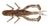 Силікон Jackall Dragon Bug 3" Cinnamon Shrimp 16991082 фото